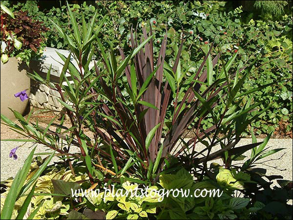 Red Sensation Ti plant (Cordyline australis) 
Growing in a large container with an aggressive red stemmed Bamboo, Yellow Coleus and Purple Heart.